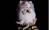 Photos of Zucker Rat
