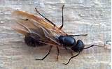 Carpenter Ants Have Wings Images