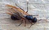 Pictures of Do Carpenter Ants Fly