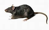 Pictures of Rat Images