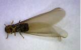 Pictures of Termite Flying Ant Identification
