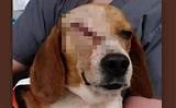 Images of Companies That Test On Beagles