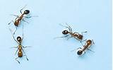 Photos of Bayer Anti Termite
