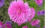 Aster Flower Pictures Images