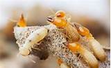 Images of Termites Have Wings