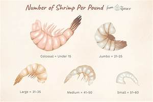 Jumbo Shrimp Size Chart