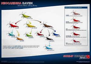 Neocaridina Shrimp Chart