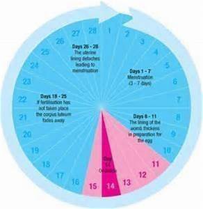 Know Your Ovulation Period Using Calendar Method Visihow