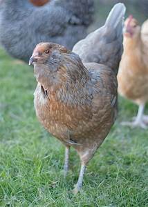 Top Breed Picks For A Family Friendly Flock Meyer Hatchery Blog