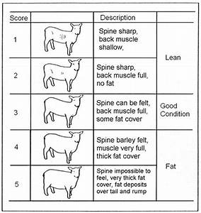 sheep nutrition duval county university of florida institute of