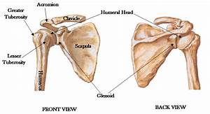 Shoulder Pelvic Girdle Anatomy Phys