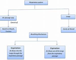 Lesson Plan Of Respiratory System General Science Grade Vii Effective