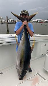 It S Time To Fall Into Huge Yellowfin Tunas