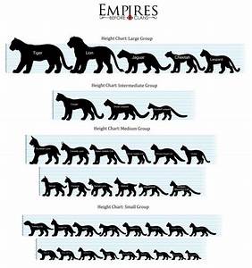 Cat Height Chart U S A By Ebc Admins Small Wild Cats