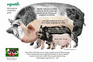 What Is The Smallest Pig Breed You Can Buy Buy Walls
