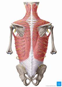 muscles of the vertebral column human muscle anatomy human body my