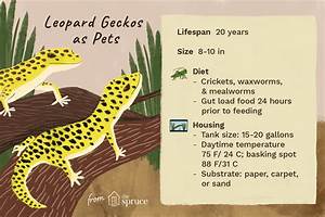 A Guide To Caring For Leopard Geckos As Pets