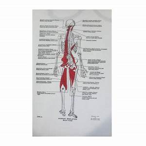 Muscle Charts Set Of 12 Concept Therapy Store