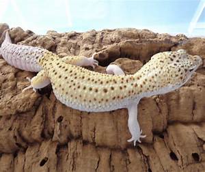 leopard gecko size how big do they get let 39 s find out