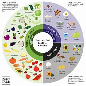 Chart Good And Bad Foods For Chickens Infographic
