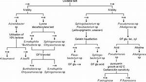 Gram Negative Bacilli Is A Summary Flow Chart For Dif Vrogue Co
