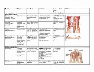 Muscle Chart Back Muscle Measurement Chart For Men Muscle Chart
