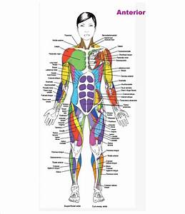 Muscle Chart With Names