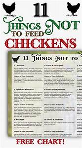 Learn Which Foods Not To Feed To Your Chickens With This Free