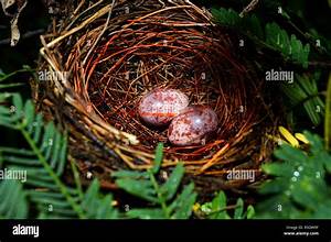 nest egg eggs of birds nested in natural forest two eggs purple in