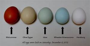 Purebreed Egg Colors Eggs Pinterest Colors And Eggs