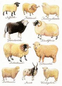 sheep found in the united kingdom sheep breeds sheep sheep art