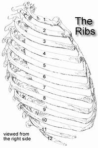 The Ribs