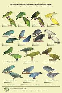 Pacific Parrotlet Color Mutation Chart Artofit