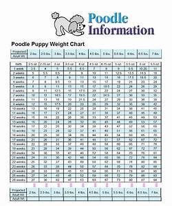 5 pics toy poodle growth chart and view alqu blog