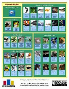 Classification Of Living Things Chart By Usefulcharts Tpt