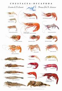 Unique Shrimps Facts That S Very Interesting To Know Fresh Water