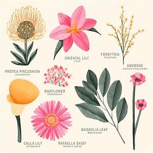 Flower Chart With Names