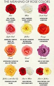 The Different Colors Of Roses Are Shown In This Poster Which Shows
