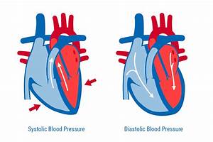 What 39 S Systolic And Diastolic Blood Pressure Cbse Class Notes Online