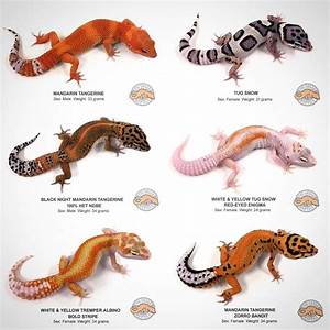 The Urban Reptile On Instagram Quot Available Leopard Geckos We Have