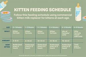 When Do Kittens Start Eating Food