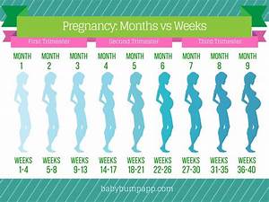 Progression Chart Pregnancy Chart Pregnancy Timeline Pregnancy Facts