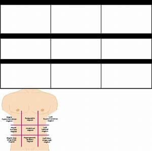 Anatomy Quadrants Four Abdominal Quadrants And Nine Abdominal Regions