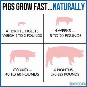 Did You Know We Do Not Add Growth Hormones To Pigs They Grow Quickly