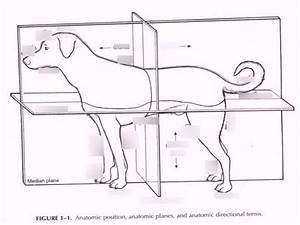 Dog Anatomic Diagram Quizlet