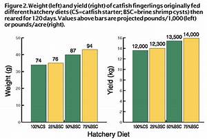 Pond Production Of Catfish Research Focuses On Improving Yields