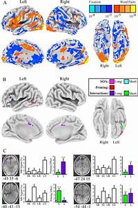 Study 1 Mr Priming Effects A Whole Brain Maps Comparing All Word