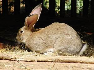 Flemish Giant Rabbit Breed Guide Facts Images