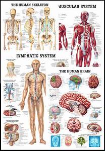 Larger Anatomical Charts