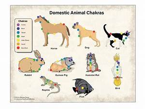 Printable 7 Chakra Animal Pet Chart For Reiki Hand Etsy Pet